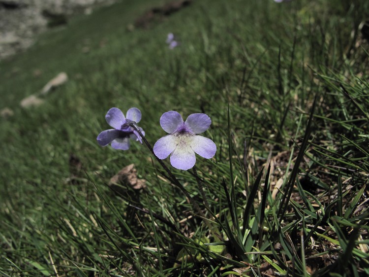 Pinguicula corsica